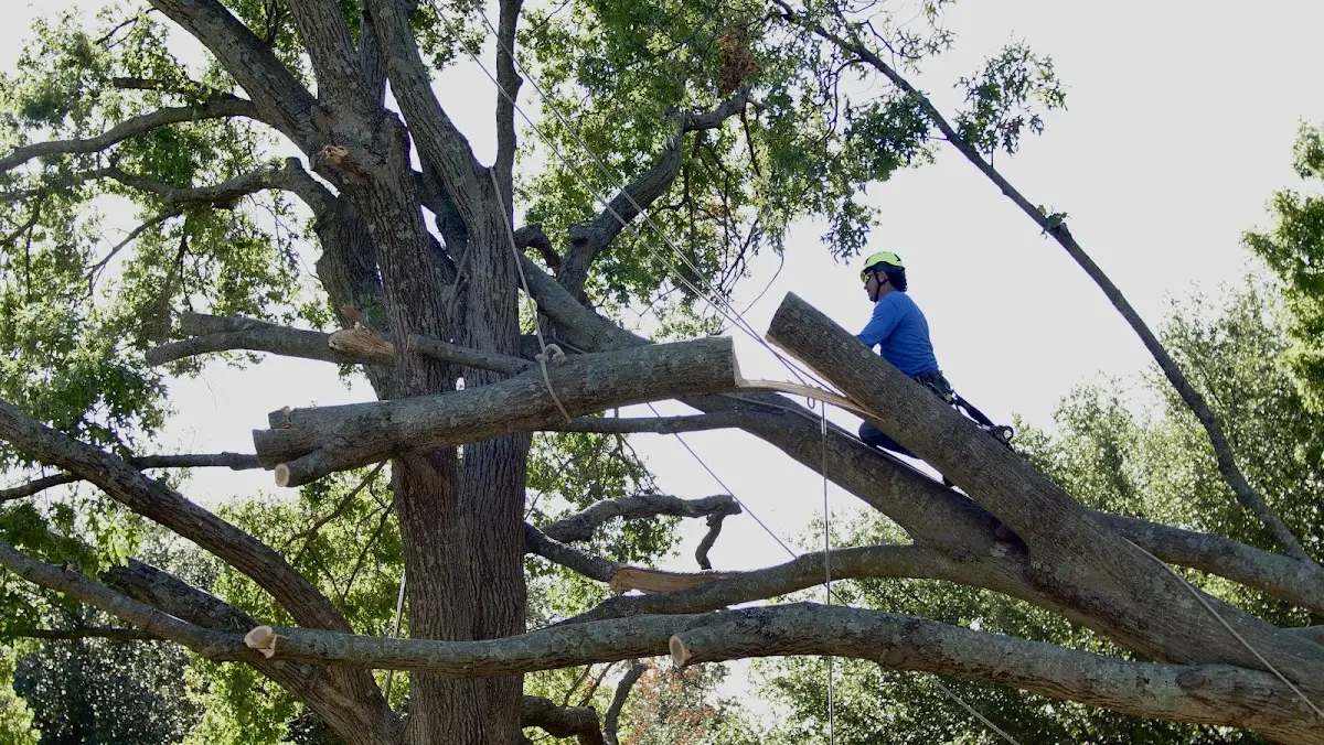 Professional Crown Thinning performed by certified arborists in Heisson
